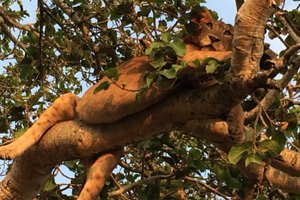 Uganda Wildlife Leisure